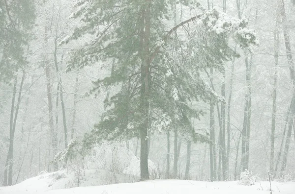 Winter Snowy Forest Morning Fog — Stock Photo, Image