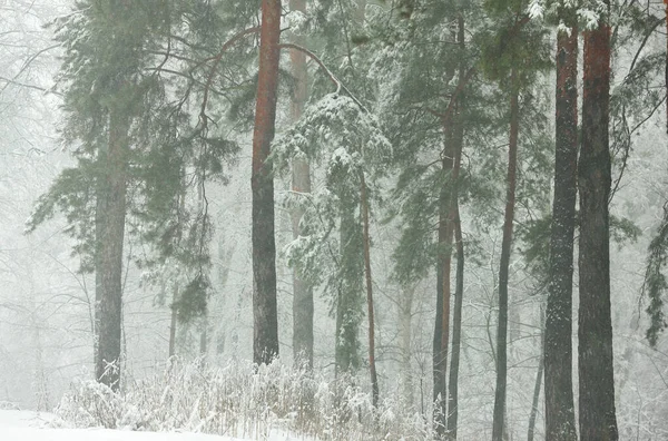 Invierno Bosque Nevado Por Mañana Niebla — Foto de Stock