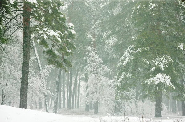 Vinter Snöig Skog Morgonen Dimma — Stockfoto