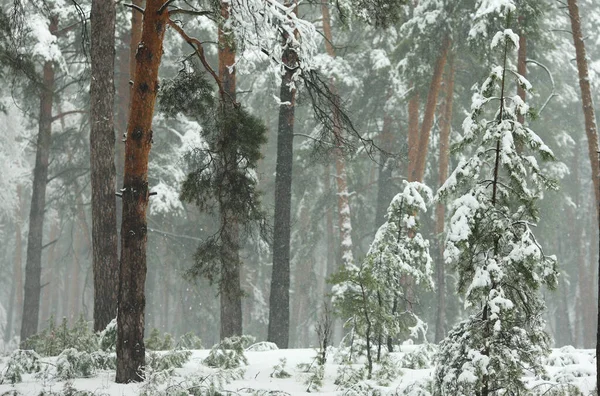 Forêt Enneigée Hiver Matin Dans Brouillard — Photo