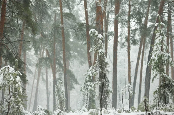 Vinter Snöig Skog Morgonen Dimma — Stockfoto