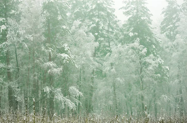 Zimowy Las Śnieżny Rano Mgle — Zdjęcie stockowe