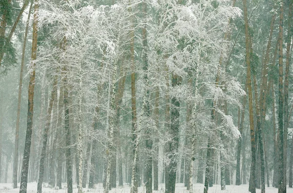 Invierno Bosque Nevado Por Mañana Niebla —  Fotos de Stock