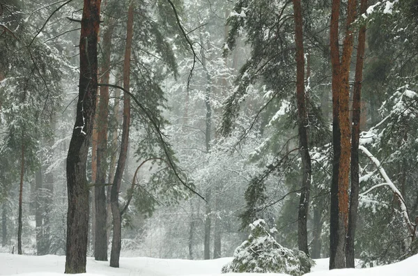 晨雾中的冬季雪地森林 — 图库照片