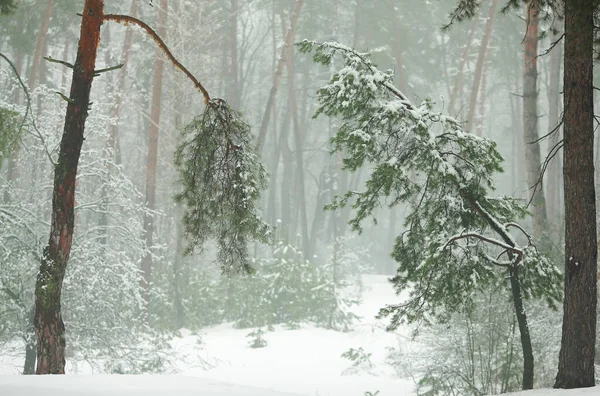 晨雾中的冬季雪地森林 — 图库照片