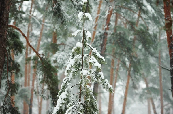 Forêt Hivernale Dans Neige Avec Pins Sapins Neige Tombante — Photo