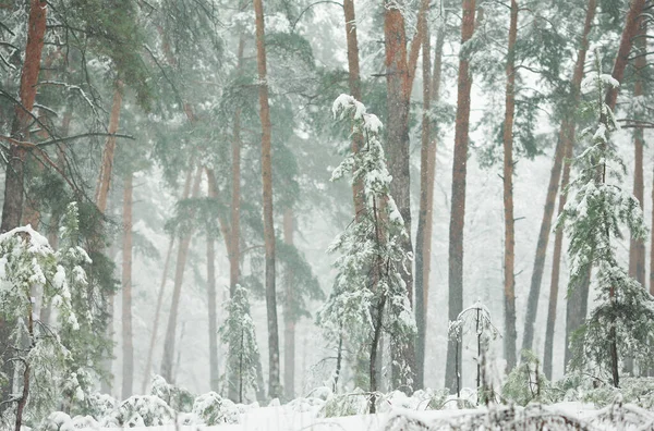 Vinter Skog Snön Med Tallar Och Firs Och Fallande Snö — Stockfoto