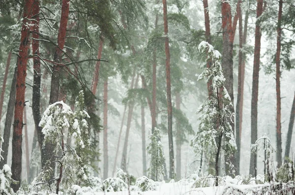 Foresta Invernale Nella Neve Con Pini Abeti Neve Che Cade — Foto Stock