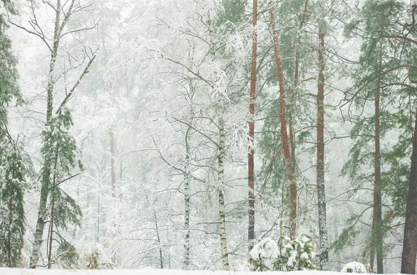 Vinter Skog Snön Med Tallar Och Firs Och Fallande Snö — Stockfoto