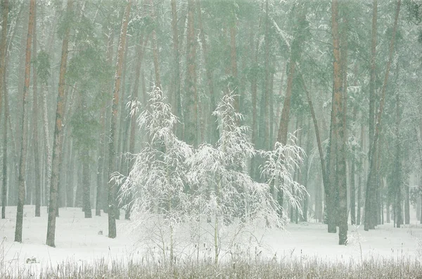 Foresta Invernale Nella Neve Con Pini Abeti Neve Che Cade — Foto Stock