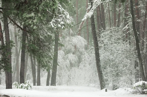 在雪地里的冬季森林里 有松树和冷杉 还有下着雪 — 图库照片