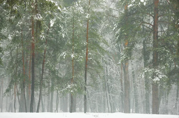 Foresta Invernale Nella Neve Con Pini Abeti Neve Che Cade — Foto Stock