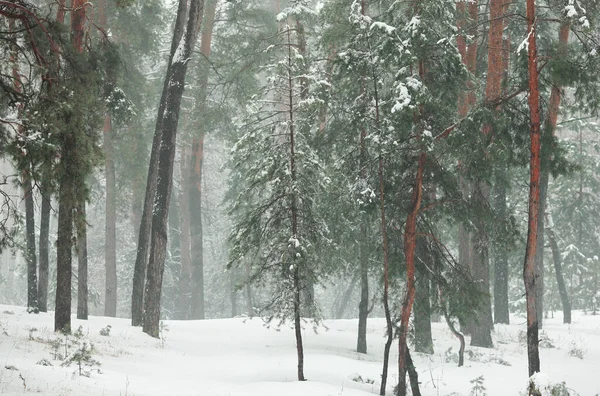 在雪地里的冬季森林里 有松树和冷杉 还有下着雪 — 图库照片