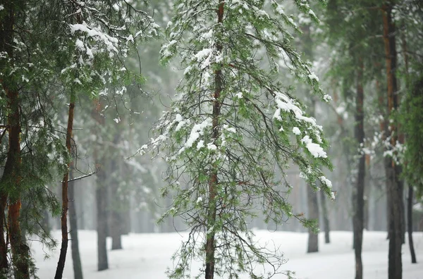 Zimowy Las Śniegu Sosnami Jodłami Spadającym Śniegiem — Zdjęcie stockowe