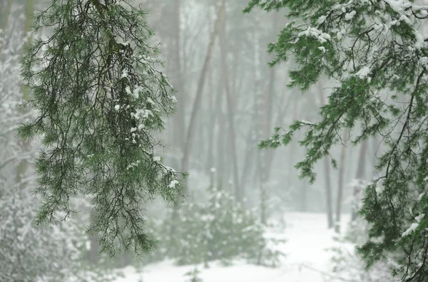 Winterbos Sneeuw Met Dennen Sparren Vallende Sneeuw — Stockfoto