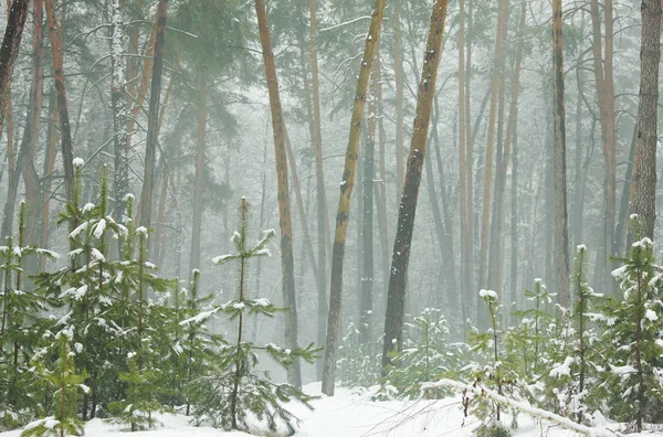 Vinter Skog Snön Med Tallar Och Firs Och Fallande Snö — Stockfoto