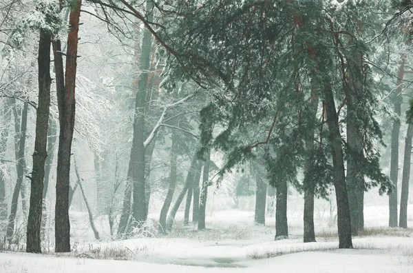 Zimowy Las Pokrytymi Śniegiem Sosnami Jodłami — Zdjęcie stockowe