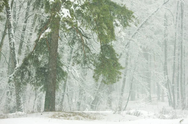 Foresta Invernale Con Pini Abeti Innevati — Foto Stock