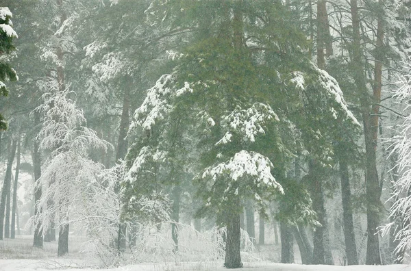 Floresta Inverno Com Pinheiros Cobertos Neve Abetos — Fotografia de Stock
