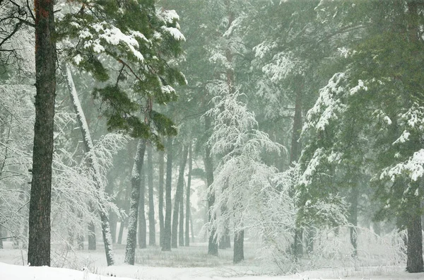 Bosque Invierno Con Pinos Abetos Cubiertos Nieve —  Fotos de Stock