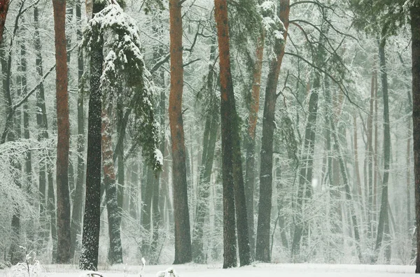 Zimní Les Zasněženými Borovicemi Jedlemi — Stock fotografie