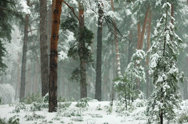 冬季森林 有积雪覆盖的松树和冷杉 — 图库照片