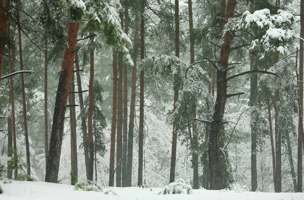 Зимний Лес Заснеженными Соснами Соснами — стоковое фото