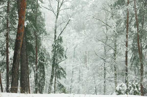 Winterbos Met Besneeuwde Dennen Sparren — Stockfoto