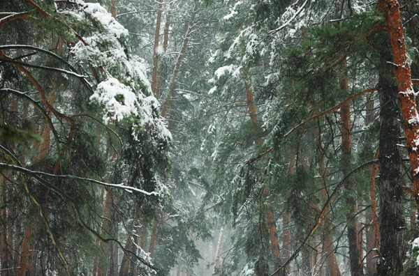 Зимний Лес Заснеженными Соснами Соснами — стоковое фото