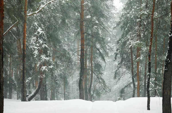 Foresta Invernale Con Pini Abeti Innevati — Foto Stock