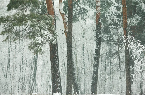 Zimní Zasněžený Les Zelenými Jedlemi Borovicemi — Stock fotografie