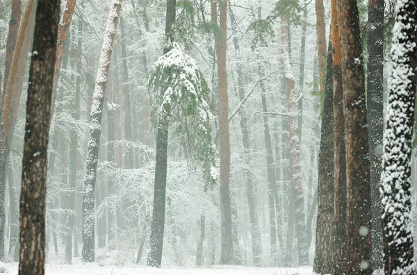 Winter Besneeuwd Bos Met Groene Sparren Dennen — Stockfoto