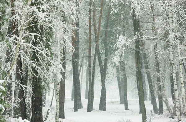 Vinter Snöig Skog Med Gröna Firar Och Tallar — Stockfoto