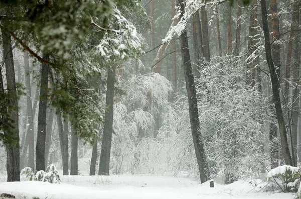 Vinter Snöig Skog Med Gröna Firar Och Tallar — Stockfoto