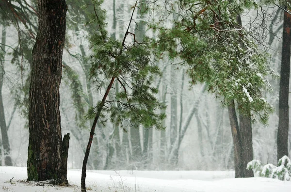 Inverno Floresta Nevada Com Abetos Verdes Pinheiros — Fotografia de Stock