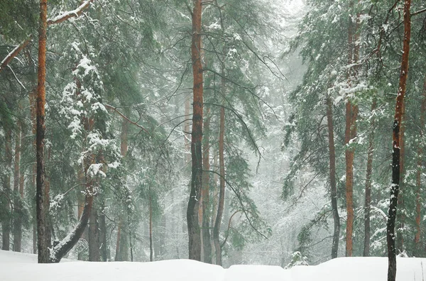 Winter Besneeuwd Bos Met Groene Sparren Dennen — Stockfoto