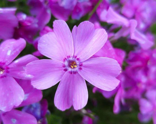 Vacker lila blomma på nära håll — Stockfoto