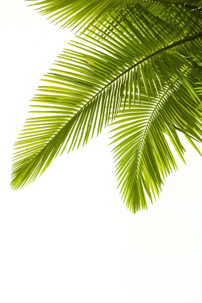 Feuilles de palourdes isolées sur blanc — Photo