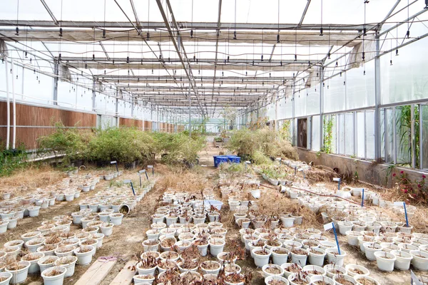 Abandoned Greenhouse — Stockfoto