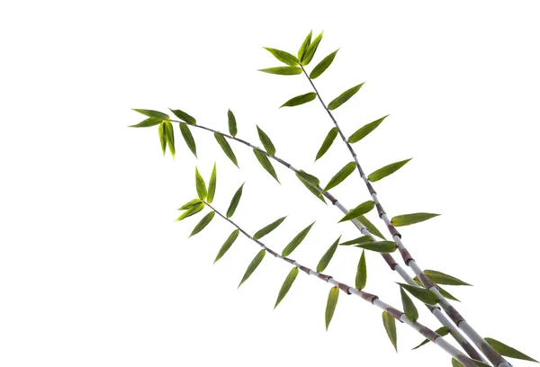 Branch of bamboo trees on white — Stock Photo, Image