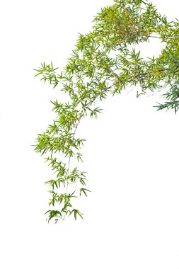 Bambu yaprakları beyaz arkaplanda yalıtılmış.