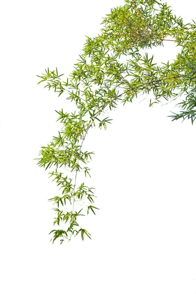 白地に孤立した竹の葉 — ストック写真