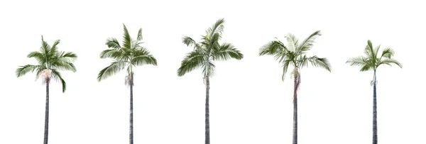 Groep van plam bomen geïsoleerd op witte achtergrond — Stockfoto