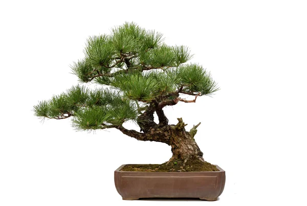 Bonsai de pinheiro em branco — Fotografia de Stock