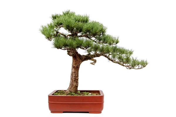 Bonsai beyaza konuk tebrik çam — Stok fotoğraf