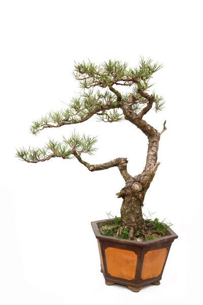 Resmi olmayan dik stil bonsai ağacı üzerinde beyaz — Stok fotoğraf