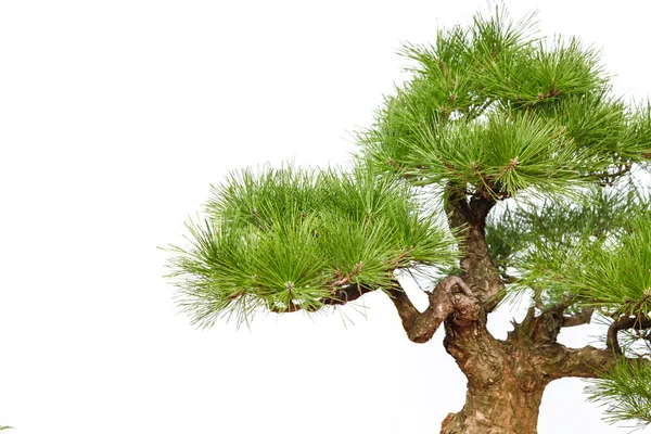 Pine bonsai on white (part) — Stock Photo, Image