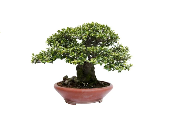 Resmi olmayan dik stil bonsai ağacı üzerinde beyaz — Stok fotoğraf