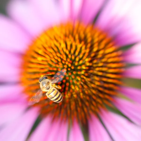 Little bee flying close to flower — Stock Photo, Image