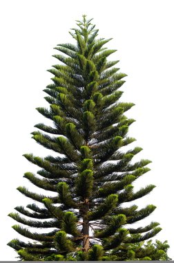 Beyaz arka planda izole edilmiş Noel ağacı